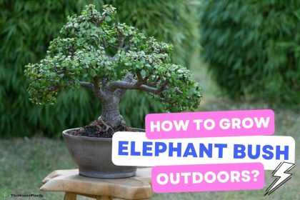 How to grow Elephant Bush outdoors