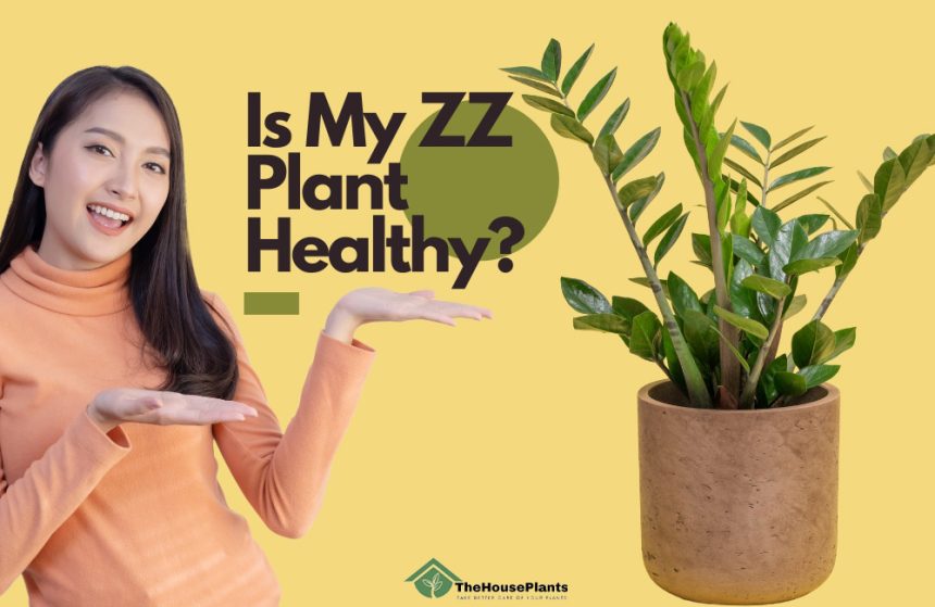 Is My ZZ Plant Healthy