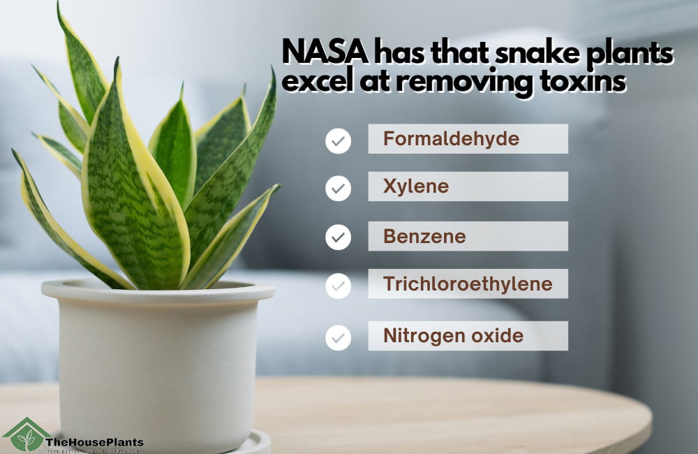 NASA has that snake plants excel at removing toxins 
