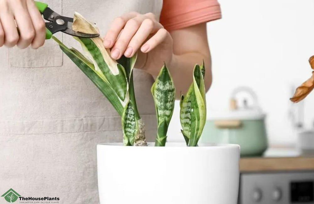 Pruning and Maintenance snake plants