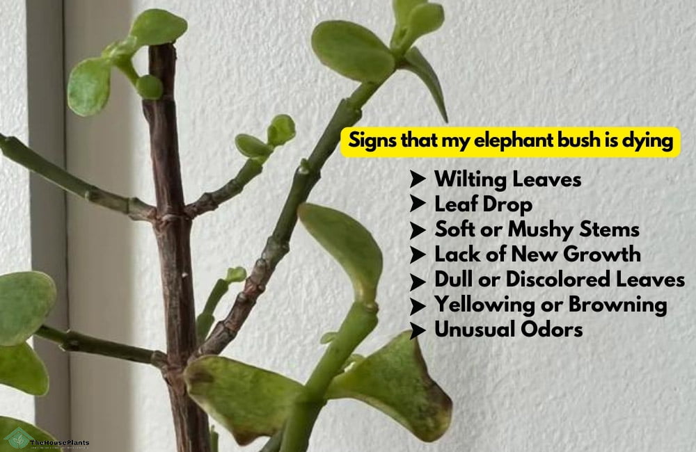 Signs that my elephant bush is dying