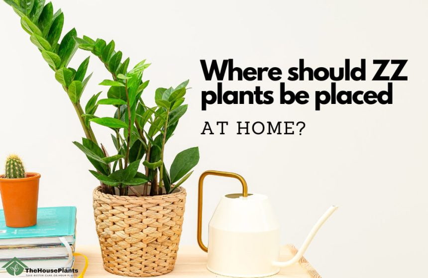 Where should ZZ plants be placed at home