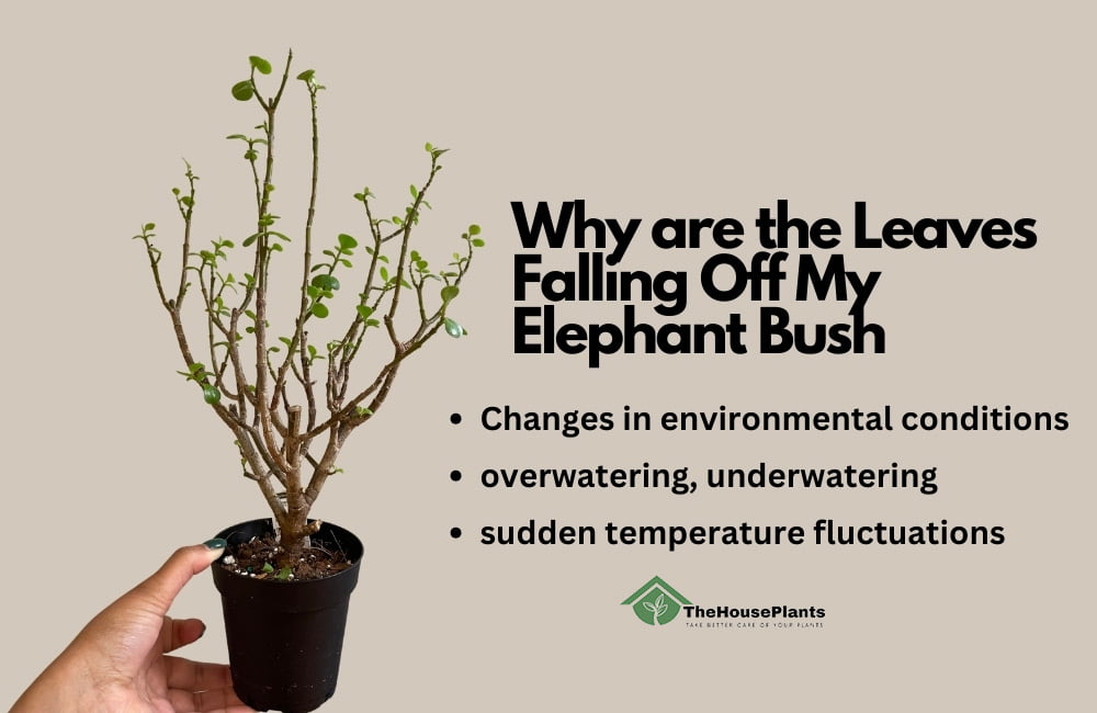 Why are the Leaves Falling Off My Elephant Bush