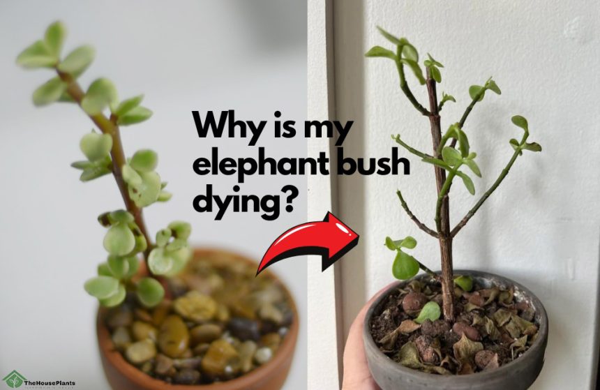 Why is my elephant bush dying