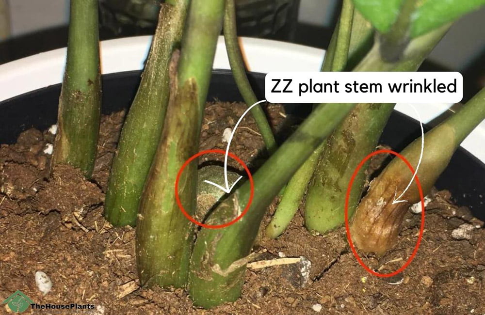 Common ZZ Plant Problems