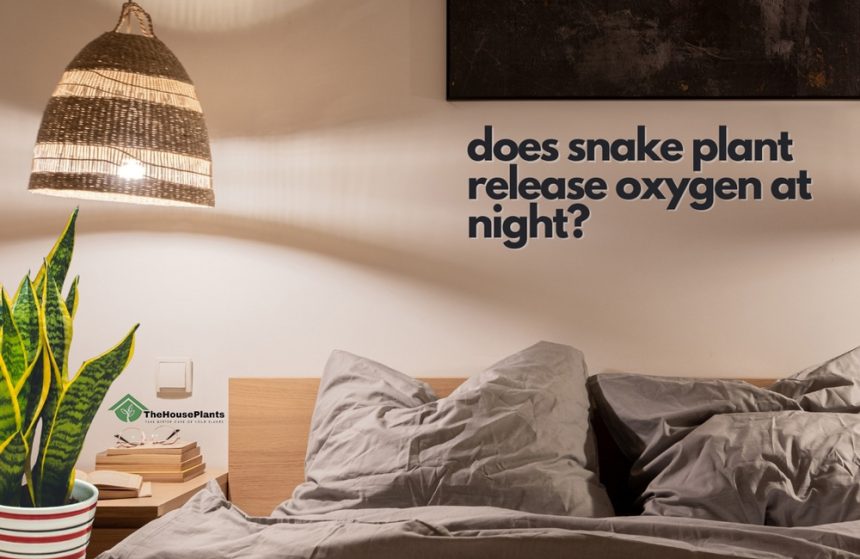 does snake plant release oxygen at night?