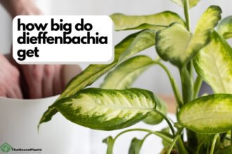 how big do dieffenbachia get