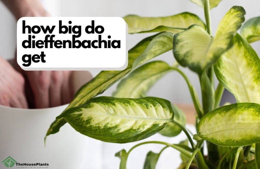 how big do dieffenbachia get
