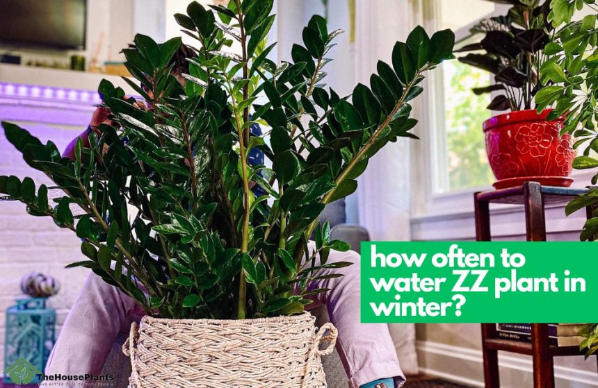 how often to water ZZ plant in winter
