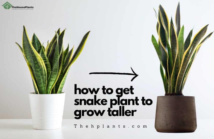how to get snake plant to grow taller