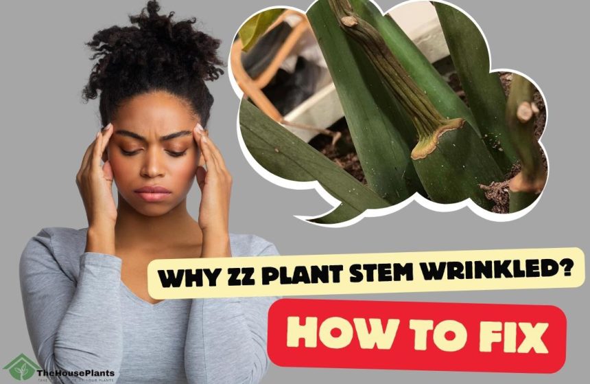 why ZZ plant stem wrinkled