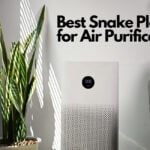 Best Snake Plant for Air Purification