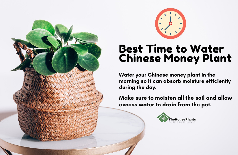 Best Time to Water Chinese Money Plant
