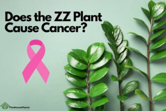 Does the ZZ Plant Cause Cancer