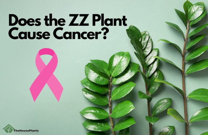 Does the ZZ Plant Cause Cancer