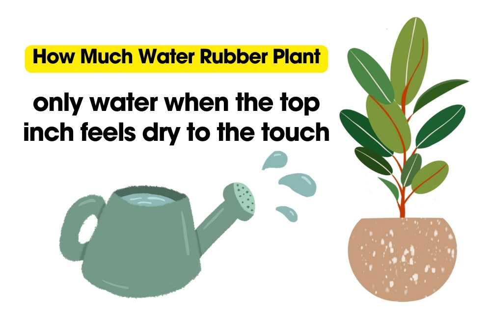 How Much Water Rubber Plant