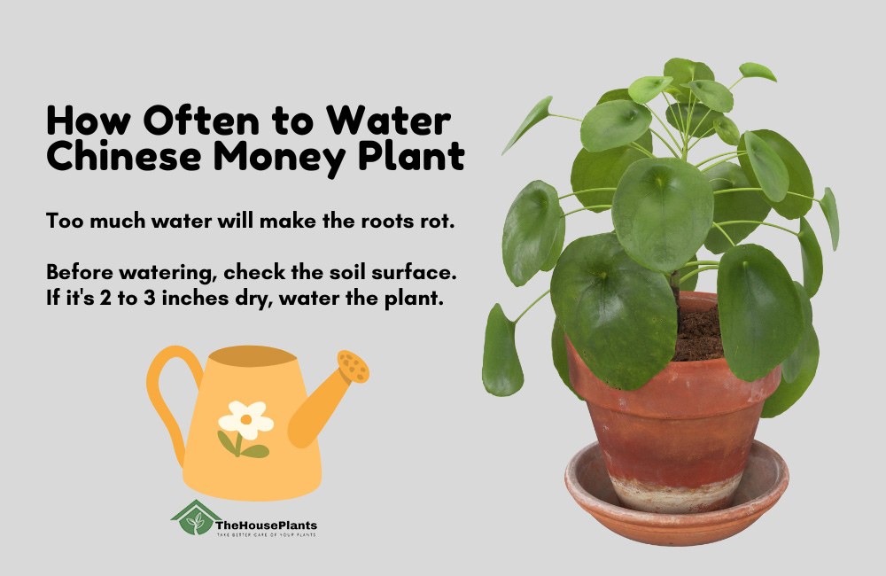 How Often to Water Chinese Money Plant