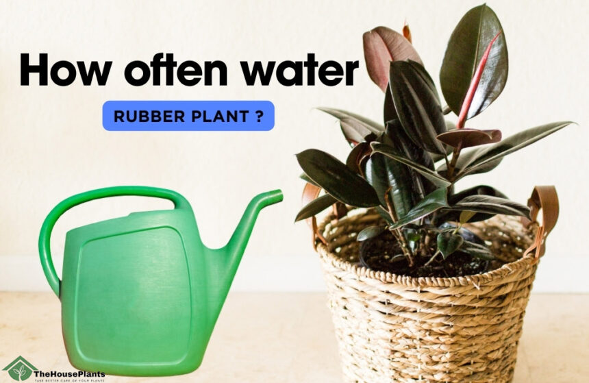 How often water rubber plant