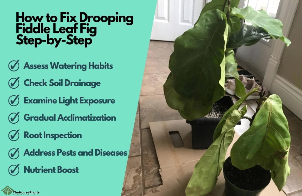 How to Fix Drooping Fiddle Leaf Fig