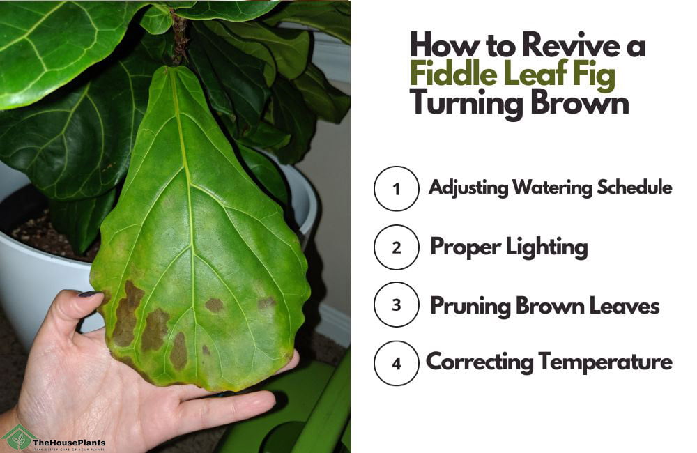 How to Revive a Fiddle Leaf Fig Turning Brown