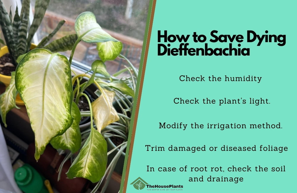 How to Save Dying Dieffenbachia