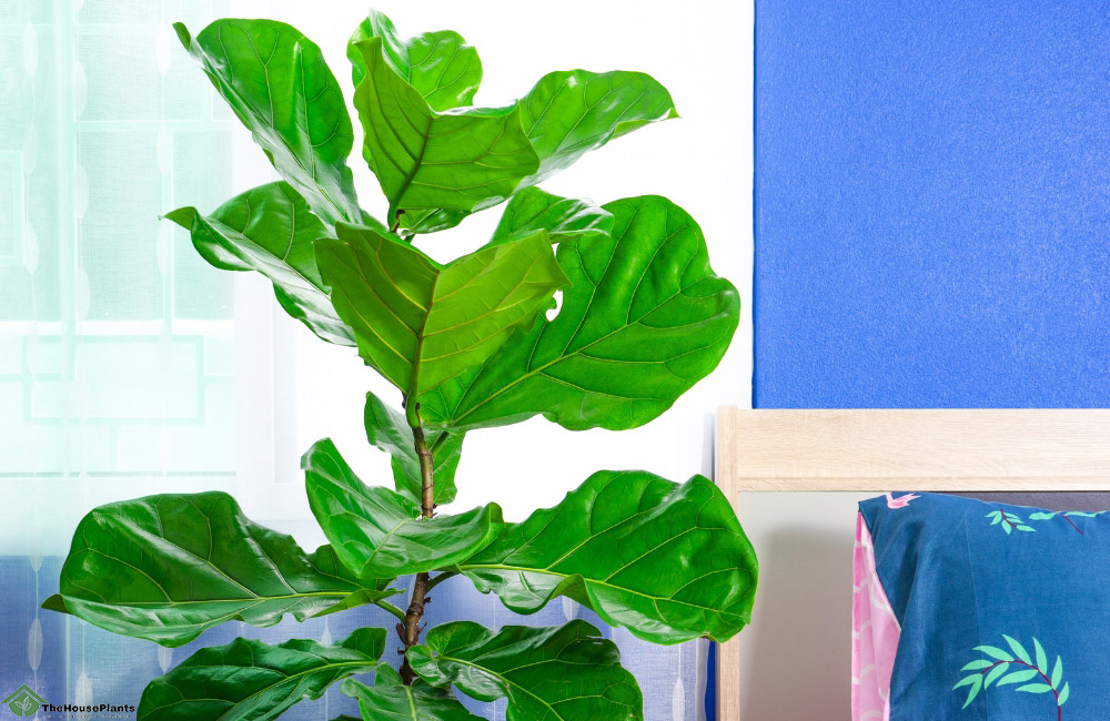 Ideal Placement for Fiddle Leaf Figs