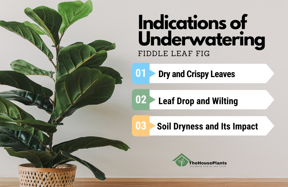 Indications of Underwatering fiddle leaf fig