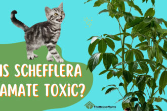 Is Schefflera amate toxic