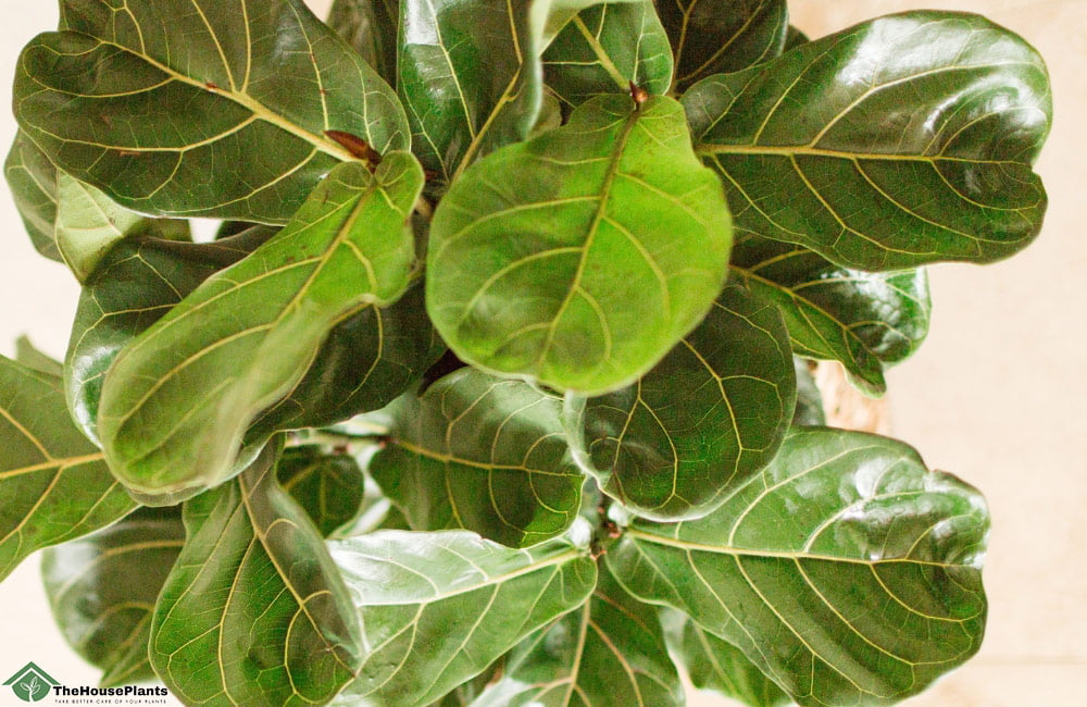 Liquid fertilizer for fiddle leaf fig