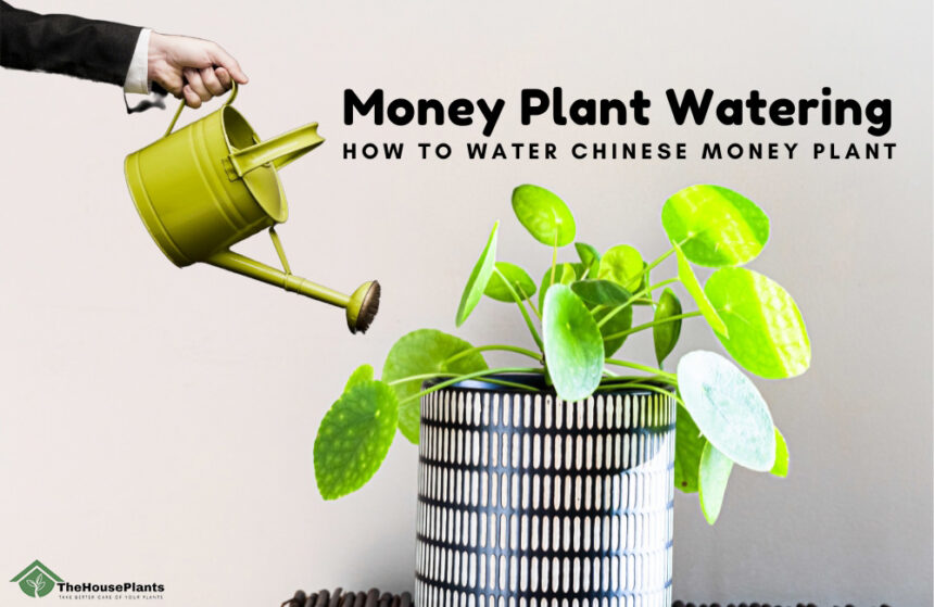 Money Plant Watering
