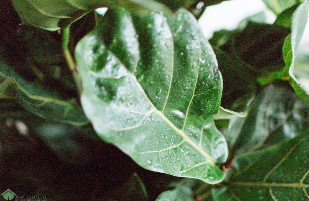 Organic fertilizer for fiddle leaf fig