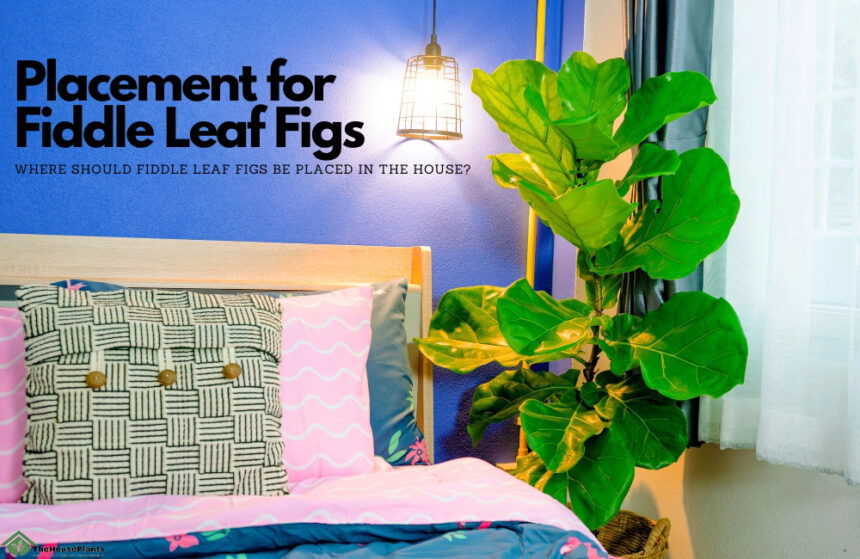 Placement for Fiddle Leaf Figs