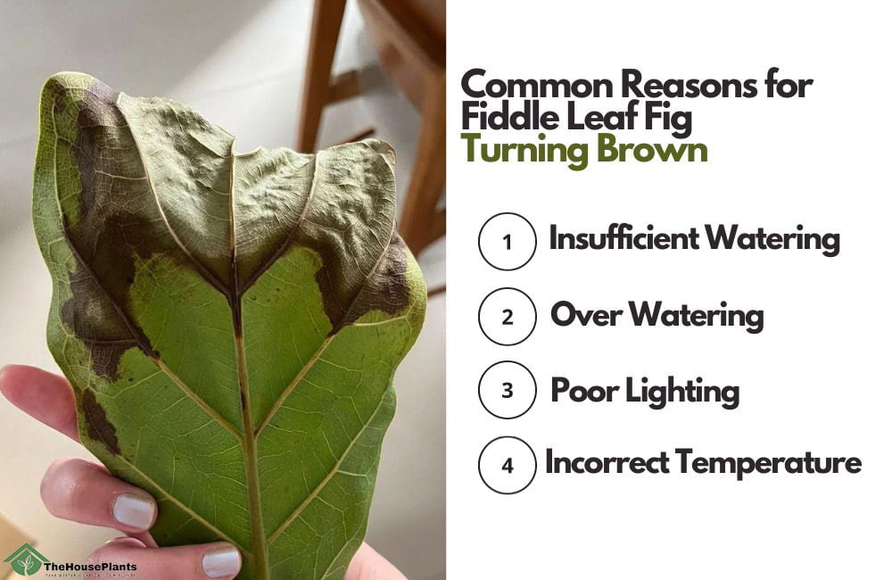 Reasons for Fiddle Leaf Fig Turning Brown