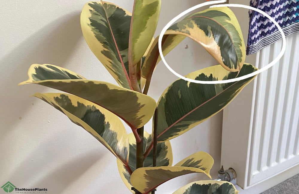 Rubber Plant Leaves Curling