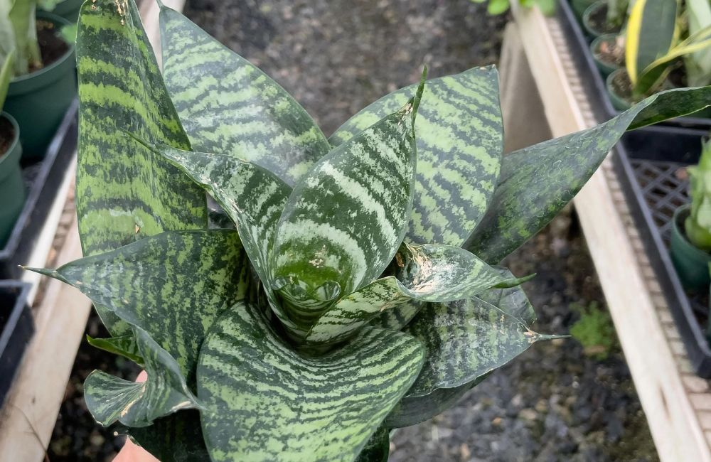 Sansevieria Robusta Snake Plant for Air Purification