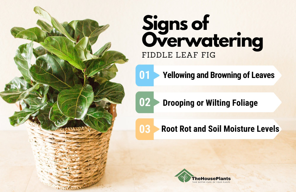 Signs of Overwatering fiddle leaf fig