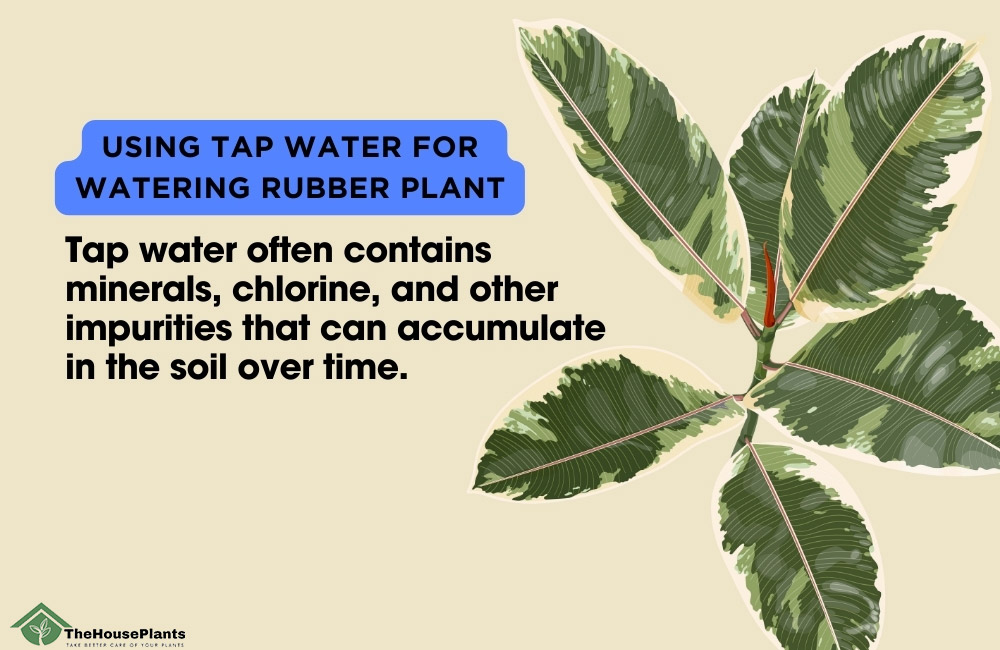 Using Tap Water for Watering Rubber Plant