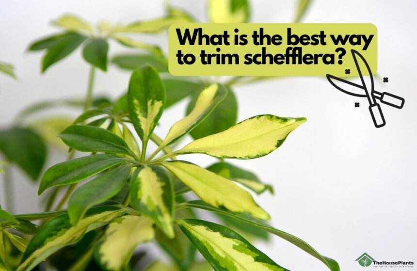 What is the best way to trim schefflera