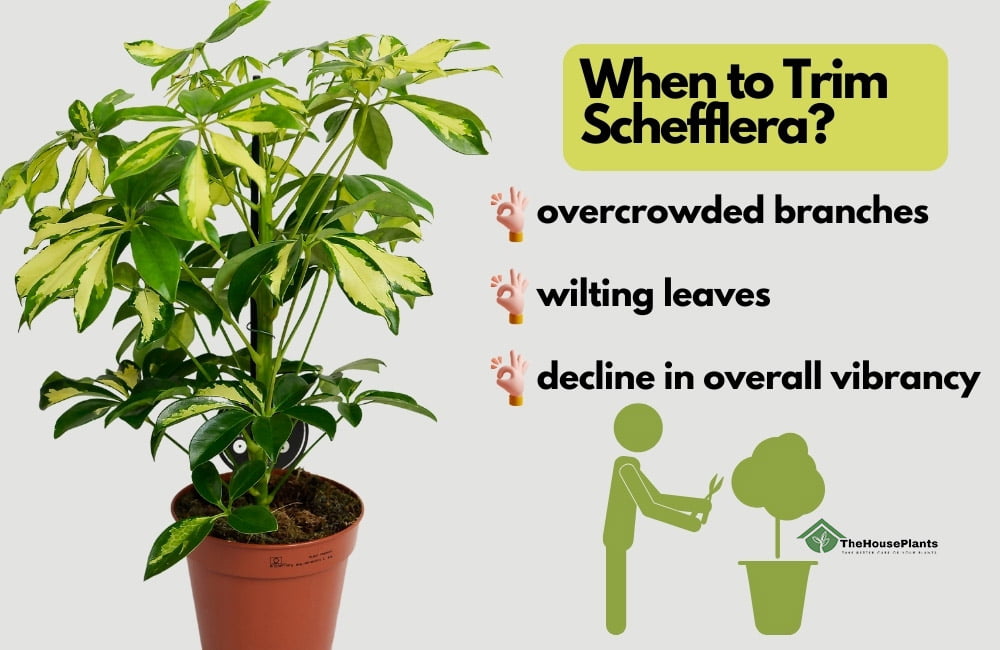 When to Trim Schefflera