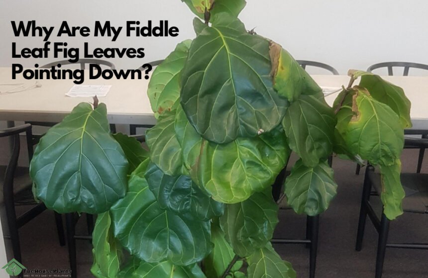 Why Are My Fiddle Leaf Fig Leaves Pointing Down?
