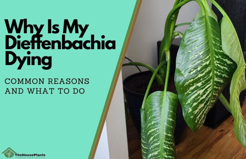 Why Is My Dieffenbachia Dying