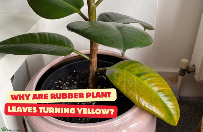 Why are Rubber plant leaves turning yellow