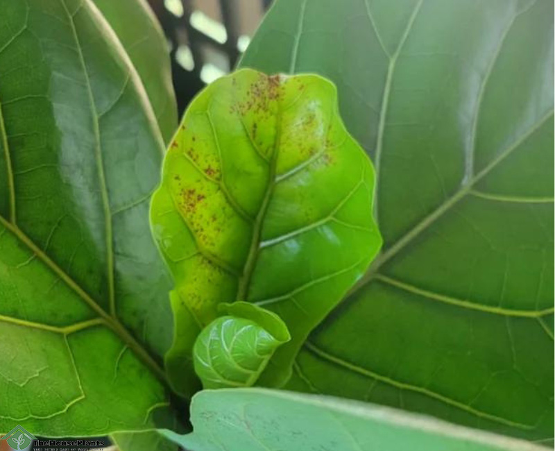 Yellowing of leaves, pest or disease