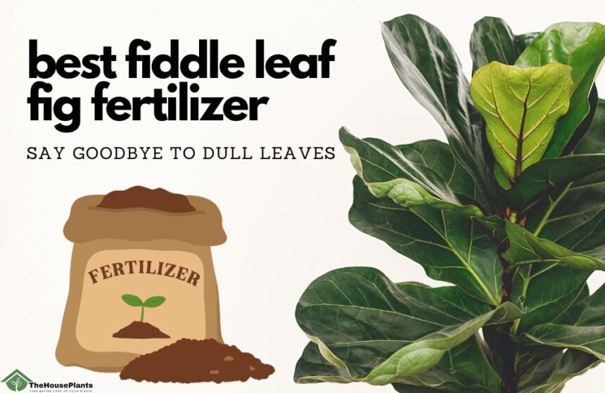 best fiddle leaf fig fertilizer