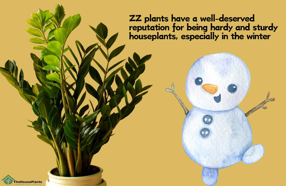 can ZZ plant survive winter