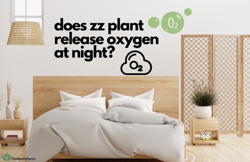 does zz plant release oxygen at night