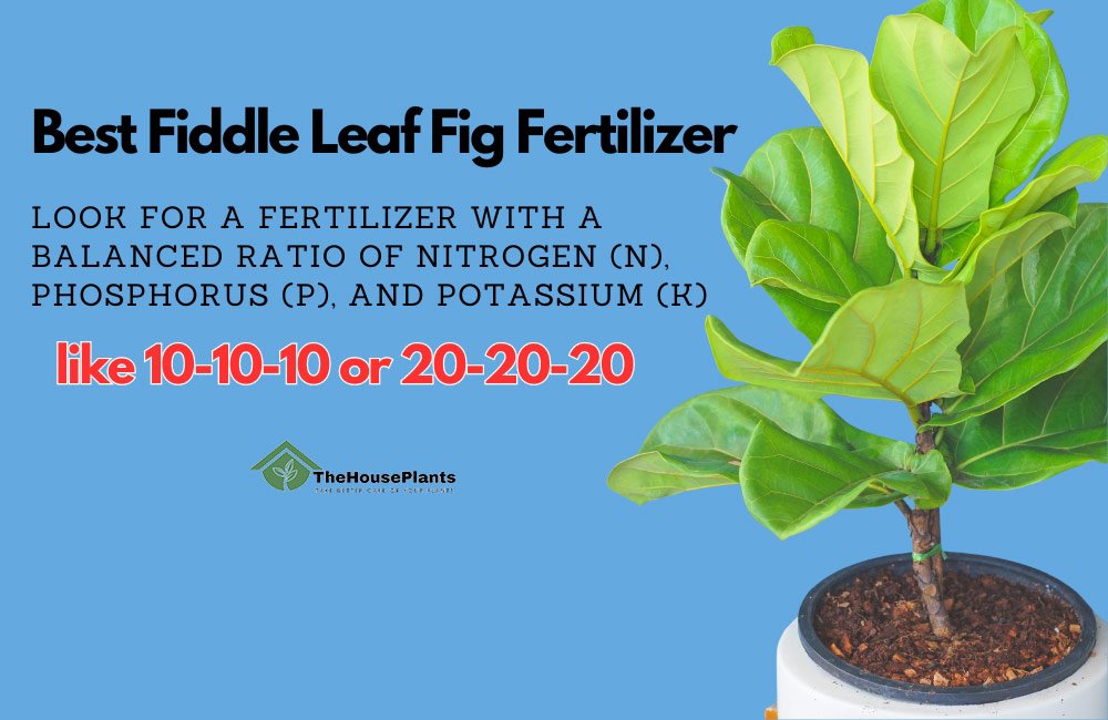 fiddle leaf fig fertilizer