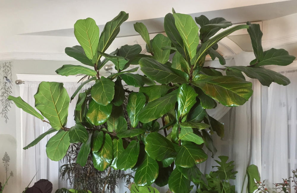 fiddle leaf fig leaves pointing down