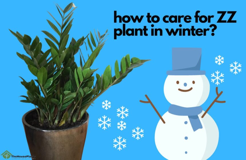 how to care for ZZ plant in winter
