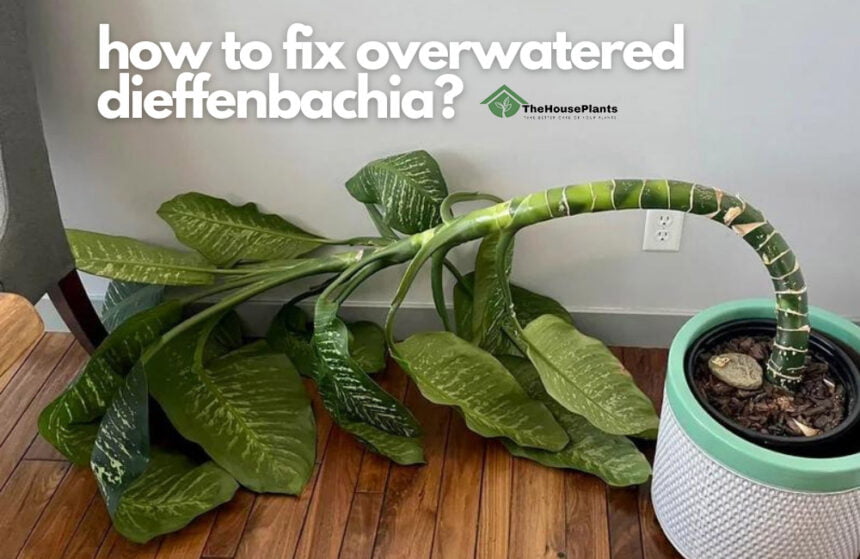 how to fix overwatered dieffenbachia